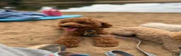Toy Poodle dogs for stud: 🐩 TEDDY BEAR PRINCE- TINY DEEP RED KC TOY POODLE  - Advert 2