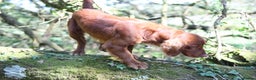 Cocker Spaniel dogs for stud: Fully Health Tested Dark Red W/Cocker Spaniel Stud in Totnes - Advert 13