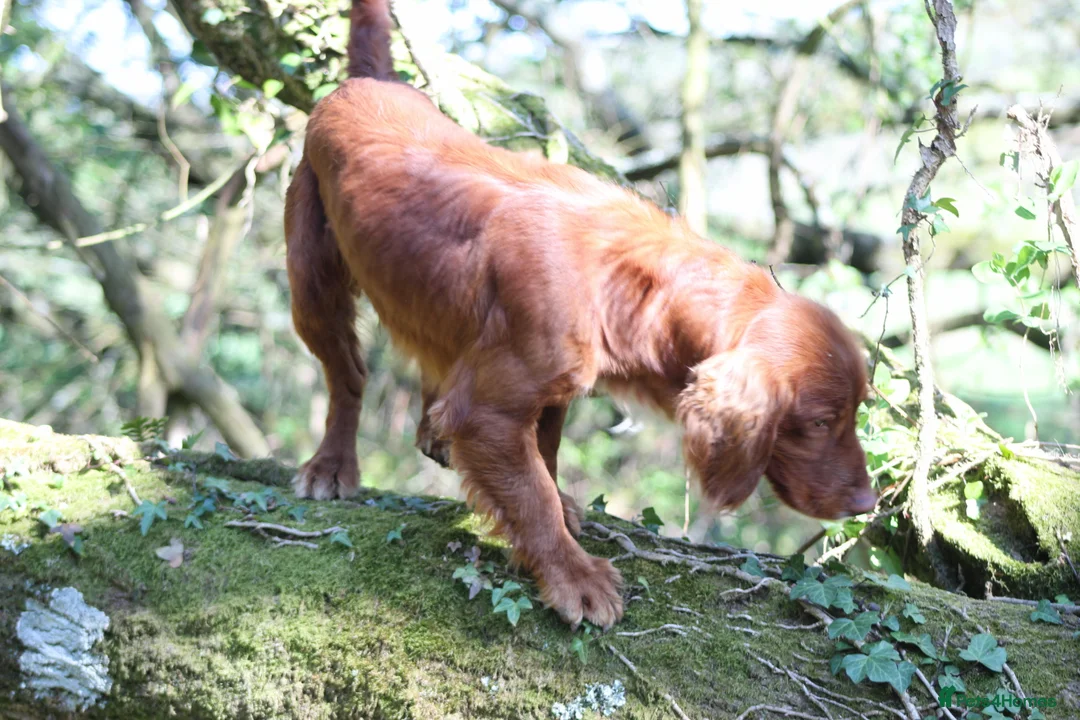 Cocker Spaniel dogs for stud: Fully Health Tested Dark Red W/Cocker Spaniel Stud in Totnes - Advert 13