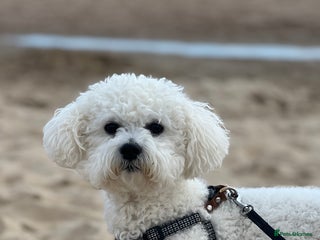 Bichon Frise dogs in Wellingborough - Advert 5