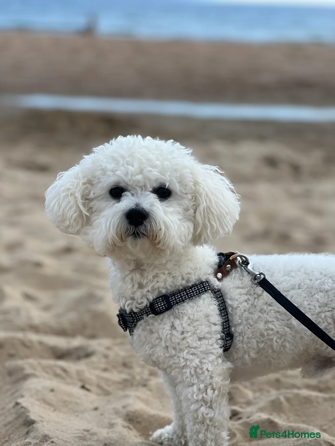 Bichon Frise dogs for stud: Bichon frise for stud only, not for sale! in Wellingborough - Advert 1