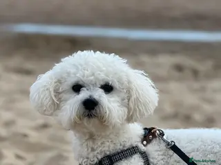 Bichon Frise dogs Bichon frise for stud only, not for sale! in Wellingborough - Advert 1