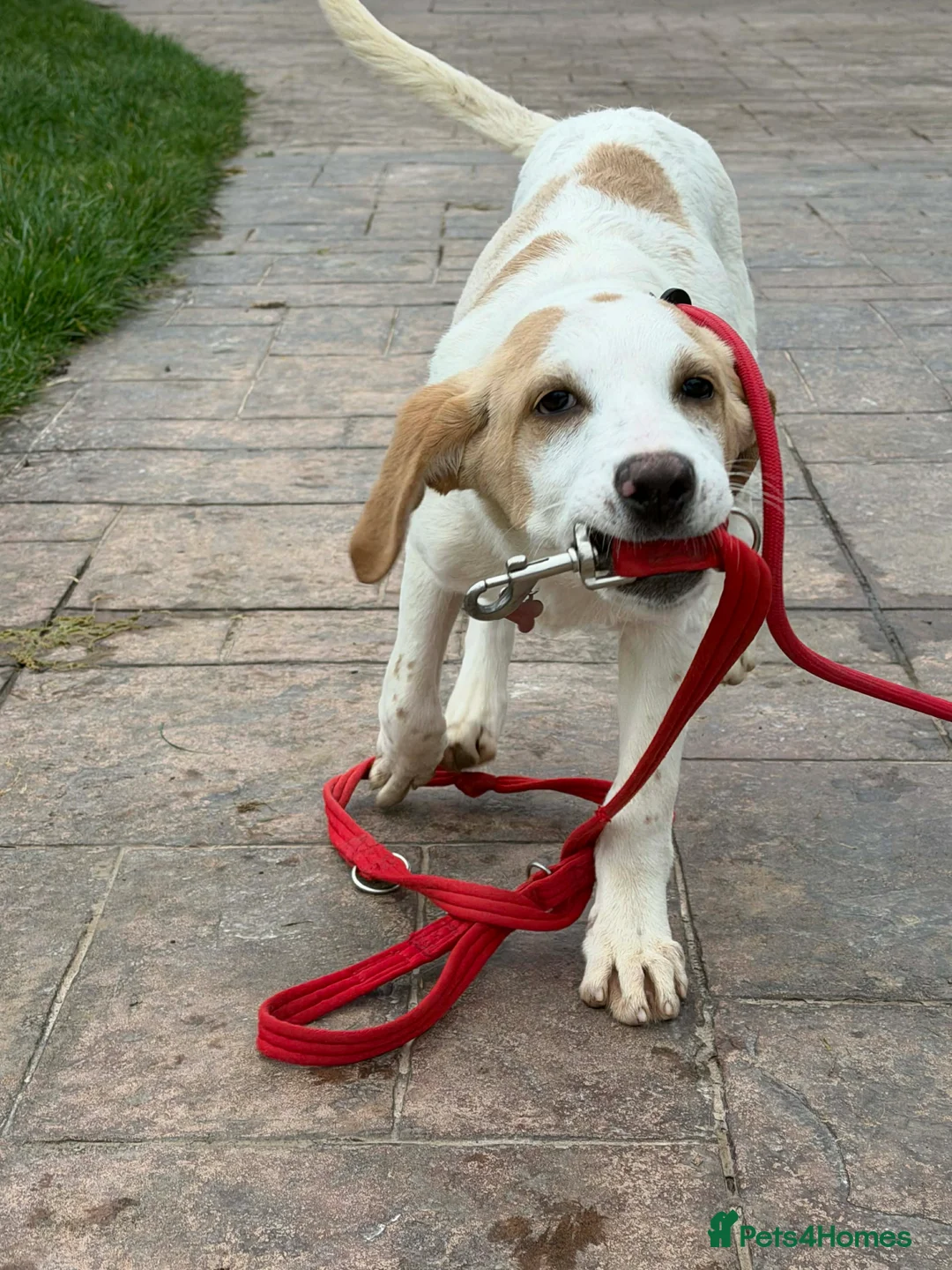 Mixed Breed dogs for adoption: Milo a gorgeous 5 month old Lab cross Pointer - Advert 1
