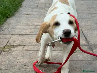 Mixed Breed dogs Milo a gorgeous 5 month old Lab cross Pointer - Advert 5