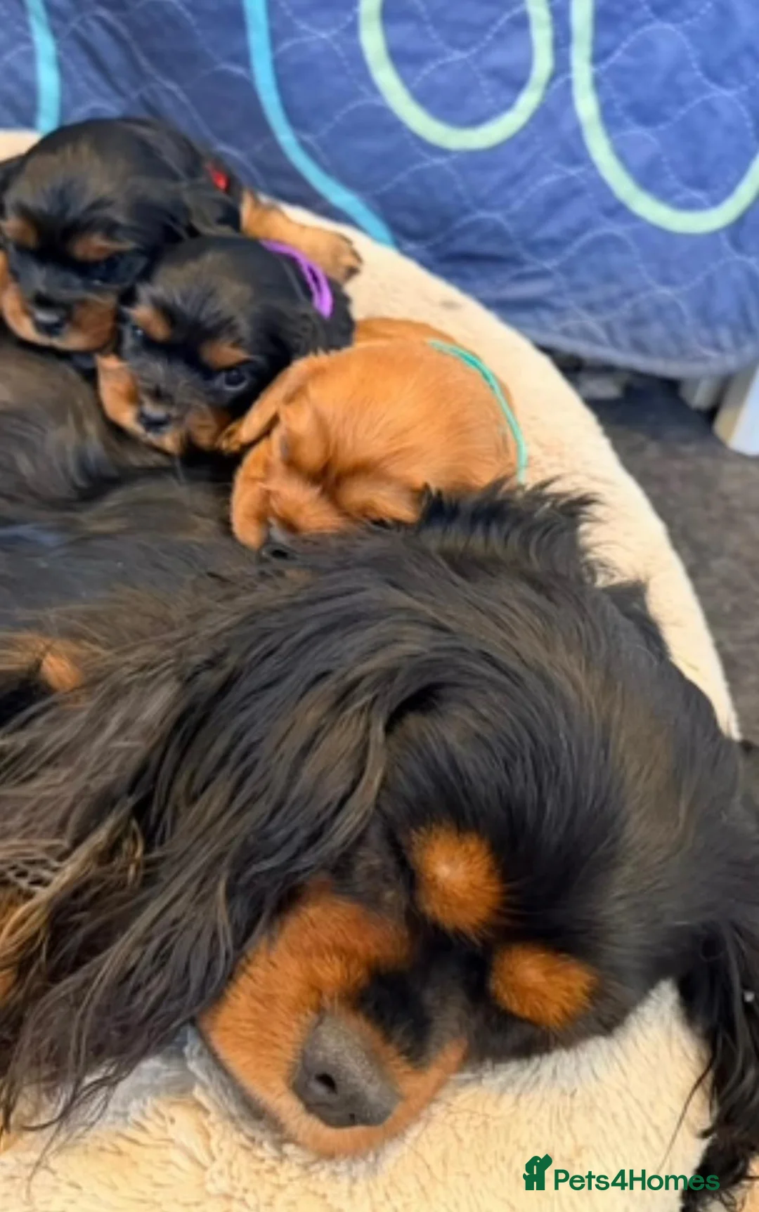 Cavalier King Charles Spaniel dogs for sale: Gorgeous cavalier king Charles  in Manchester - Advert 9