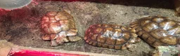 Tortoise reptiles for sale: Trio of sulcata tortoises  - Advert 8