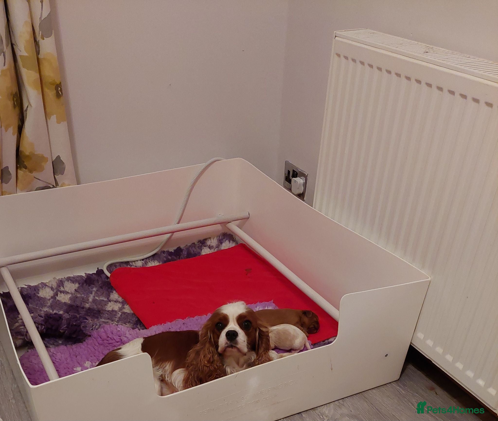 Cavalier King Charles Spaniel dogs Cavalier king charles spaniel - Advert 1