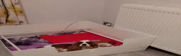 Cavalier King Charles Spaniel dogs for sale: Cavalier king charles spaniel - Advert 1