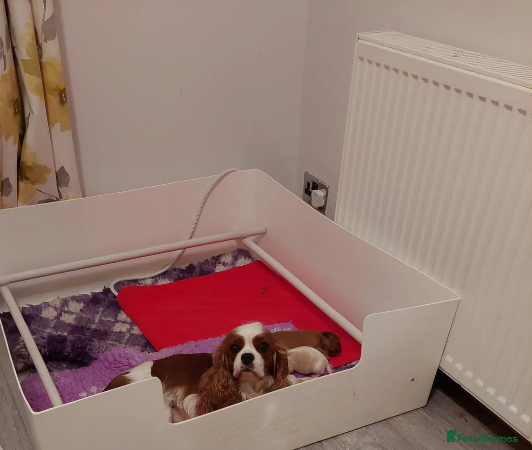Cavalier King Charles Spaniel dogs for sale: Cavalier king charles spaniel - Advert 1
