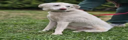 Mixed Breed dogs for adoption: ❤️BELLA❤️ Full of Love, Joy and Life - Advert 13