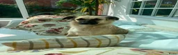 Mixed Breed dogs for adoption: Meet Missy, currently residing in Cheshire  - Advert 2