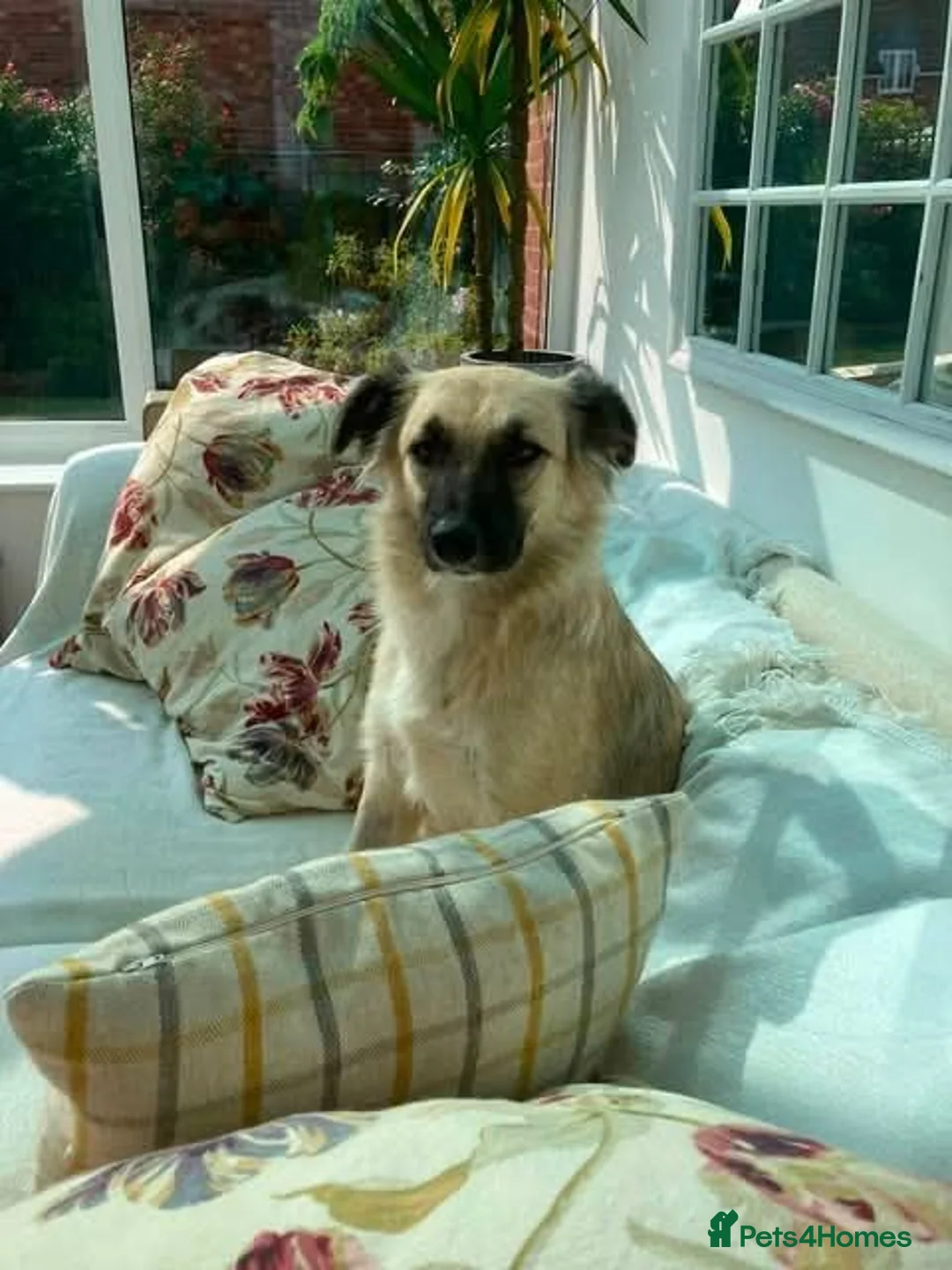 Mixed Breed dogs for adoption: Meet Missy, currently residing in Cheshire  - Advert 2