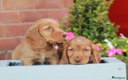 Cocker Spaniel dogs for sale: Full Cocker Spaniels Puppies  - Image 31