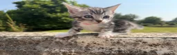 Bengal cats for sale: Bengal x  in Dumfries - Advert 4