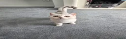 British Shorthair cats for sale: British shorthair AY12 and NS12 - Advert 7