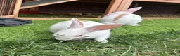 Mixed Breed rabbits for sale: 3 Mini Rex Lops in Weymouth - Advert 2