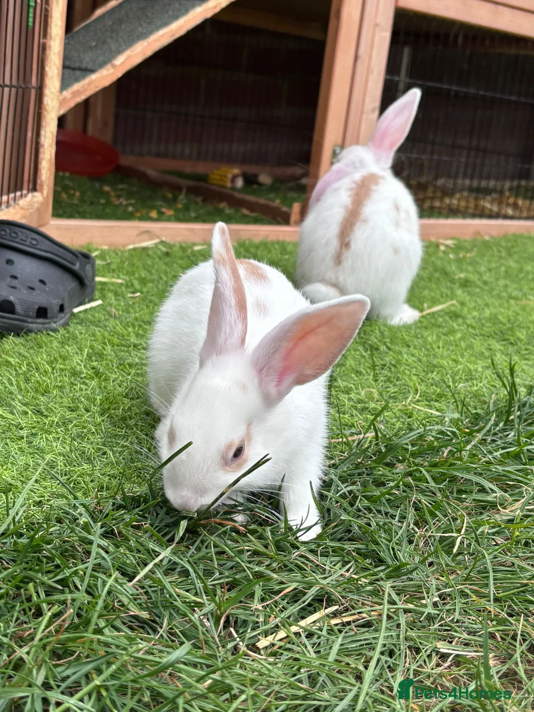 Mixed Breed rabbits for sale: 3 Mini Rex Lops in Weymouth - Advert 2