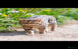 Bengal cats for sale: Stunning Bengal boys  - Image 1
