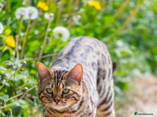 Bengal cats - Advert 13