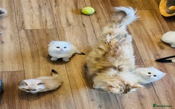 British Longhair cats for sale: 🐾🤩❤️Gold Angels - tiny stars 🐾❤️🐱 - Image 9