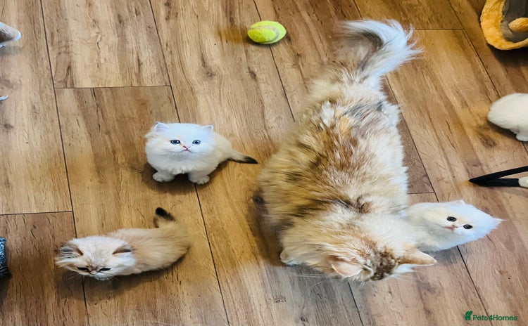 British Longhair cats - Advert 1