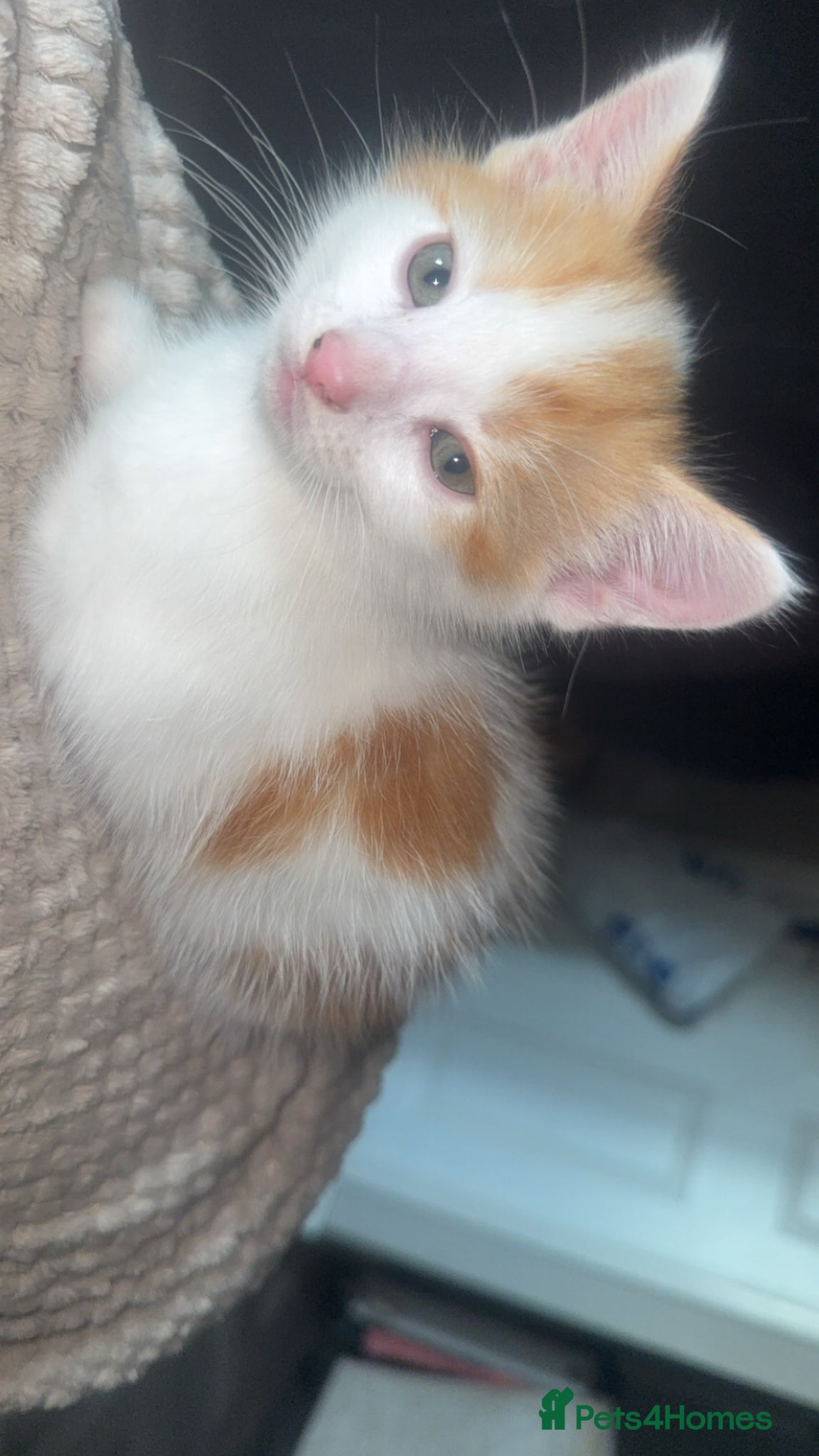 Mixed Breed cats for sale: Lovely kittens  in Scunthorpe - Advert 2
