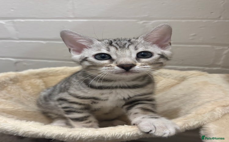 Bengal cats - Advert 11