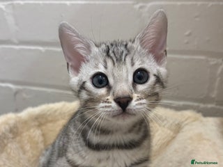 Bengal cats - Advert 21