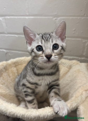 Bengal cats - Advert 11