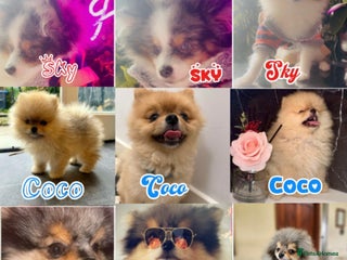 Pomeranian dogs in Bedford - Advert 4