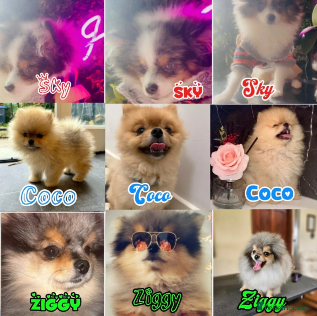 Pomeranian dogs for stud: 💙✨BLUE EYES & Hazel 👀 Poms 🐶EXPERIENCED STUDS🏆 in Bedford - Advert 12