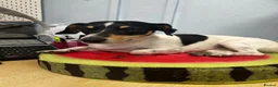 Mixed Breed dogs for sale: Jack Russell Puppies  in Ascot - Advert 1