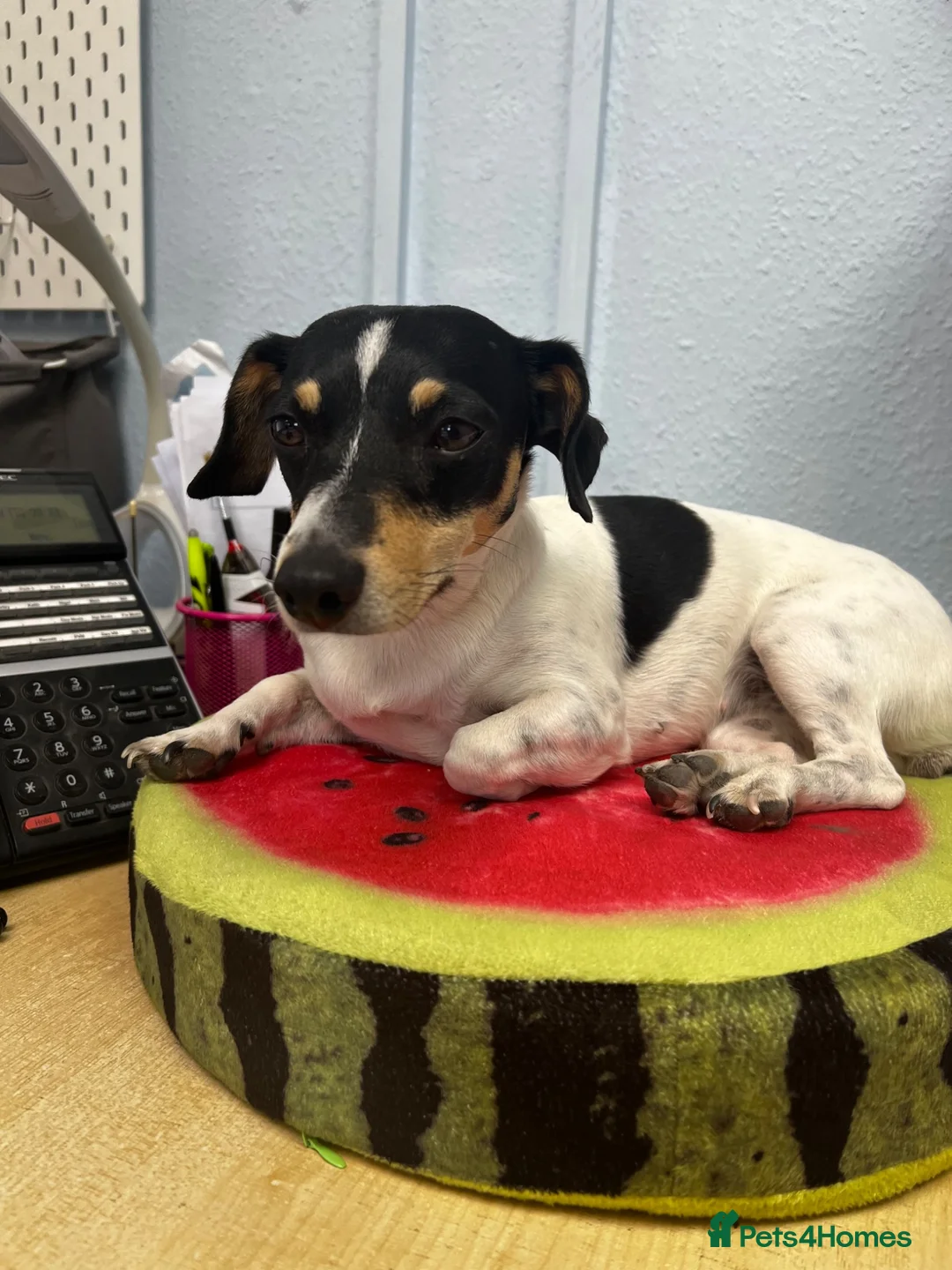 Mixed Breed dogs for sale: Jack Russell Puppies  in Ascot - Advert 1