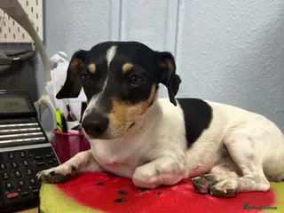 Mixed Breed dogs Jack Russell Puppies - Advert 1
