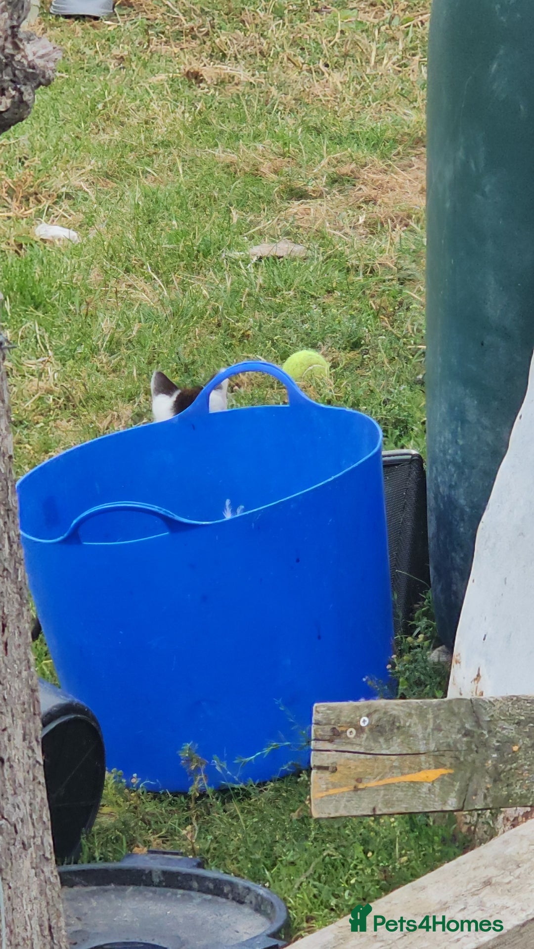 Domestic Shorthair cats for sale: 2 Black and White male kittens  - Image 13