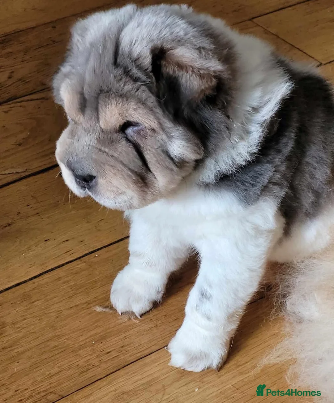 Shar Pei dogs for stud: Casanova - Tan pointed flower bear coat 🏆 - Advert 14