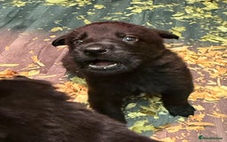 German Shepherd dogs for sale: KC Reg Working Line GSD pups. - Image 24