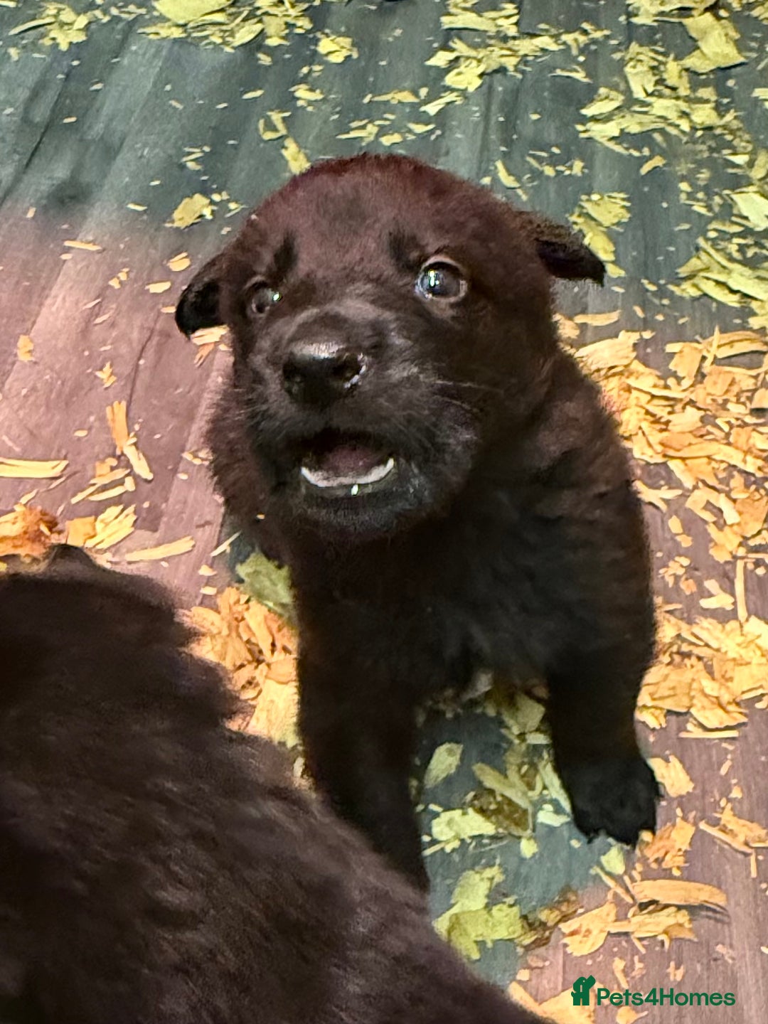 German Shepherd dogs for sale: KC Reg Working Line GSD pups. - Image 24