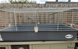 Guinea Pig rodents for sale: Mickey is looking for a new home. - Image 9