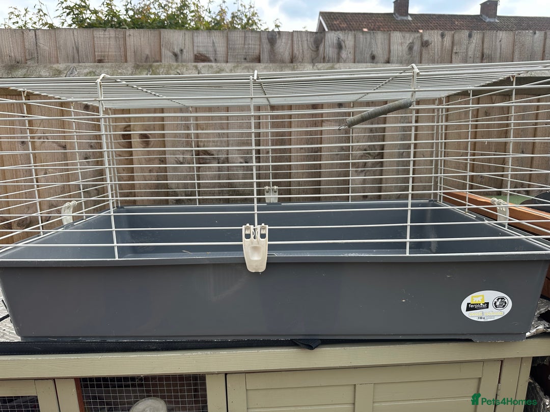Guinea Pig rodents for sale: Mickey is looking for a new home. - Image 9