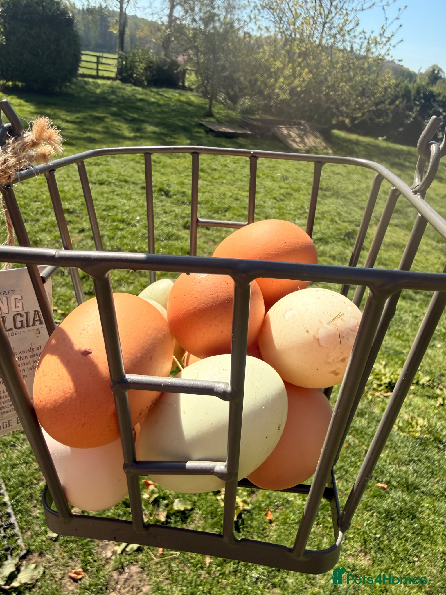 Ducks poultry Runner & Cayuga Hatching Eggs - Advert 1
