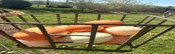 Ducks poultry for sale: Runner & Cayuga Hatching Eggs - Advert 1