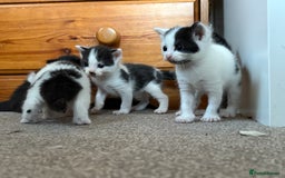 Mixed Breed cats for sale: White and black kittens - Image 5