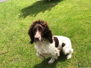 English Springer Spaniel dogs in Chesterfield - Advert 29