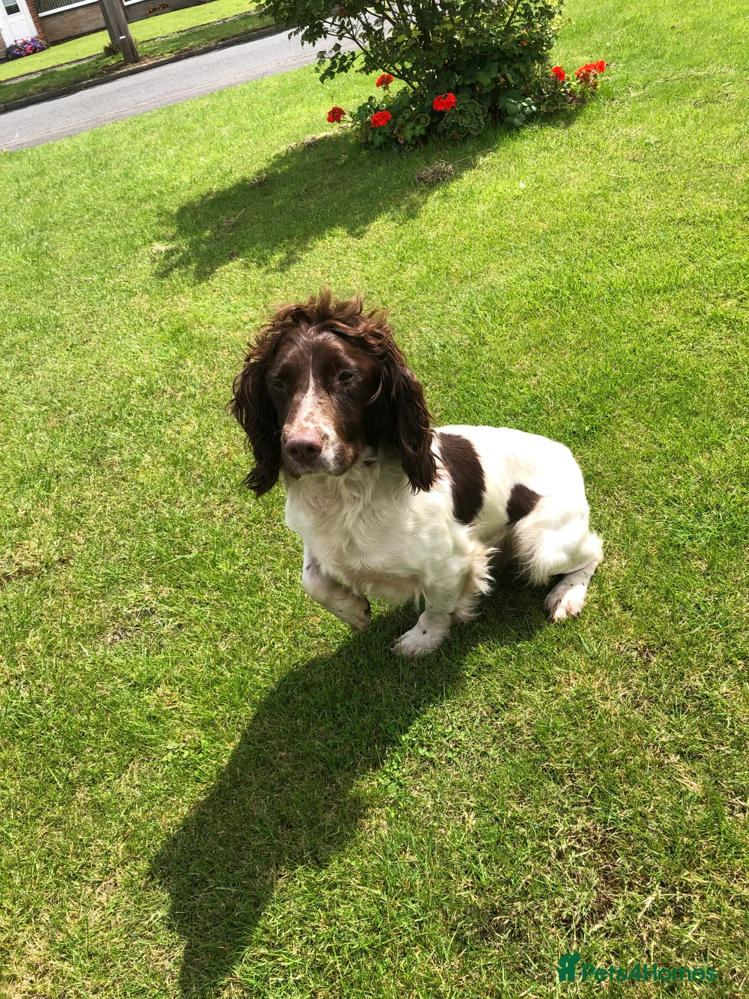 English Springer Spaniel dogs for stud:  FTAW PROVEN health tested strong stud dog  in Chesterfield - Advert 1