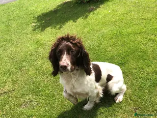 English Springer Spaniel dogs FTAW PROVEN health tested strong stud dog in Chesterfield - Advert 3
