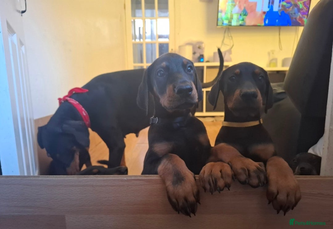 Dobermann dogs for sale: Beautiful Doberman puppies 3 boys 3 girls for sale - Image 28