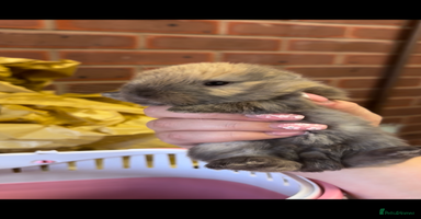 Mixed Breed rabbits - Advert 7