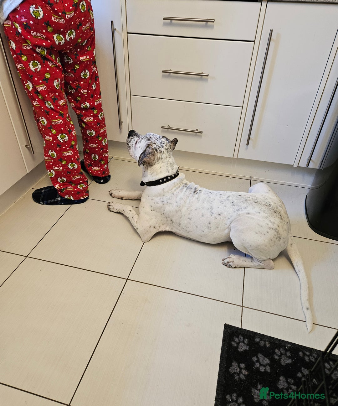 American Bulldog dogs for sale: Adorable Johnsons American Bulldog - Advert 4