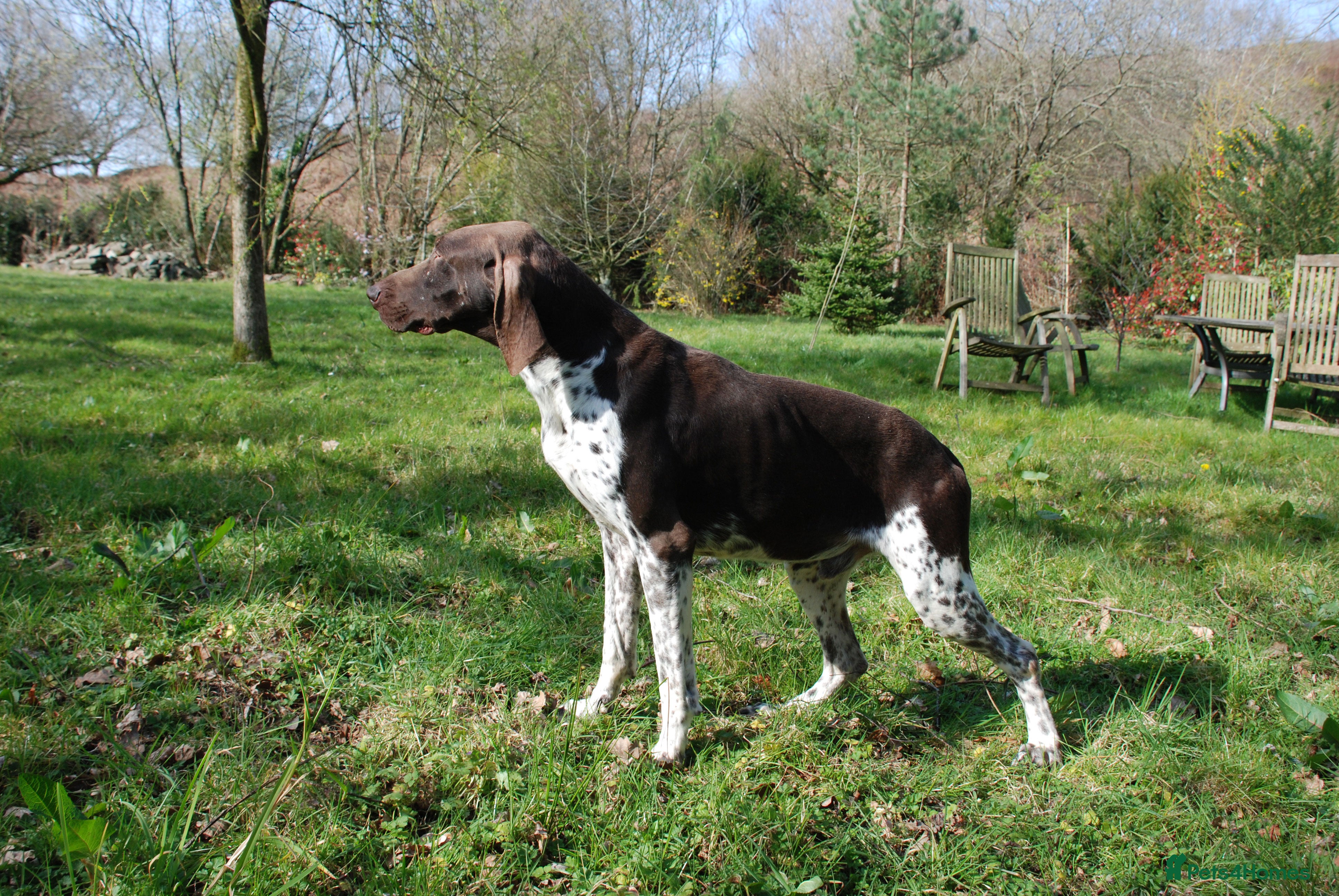 German Shorthaired Pointer dogs KC Reg GSP For Stud Health Tested IMPORT in Swansea - Advert 2